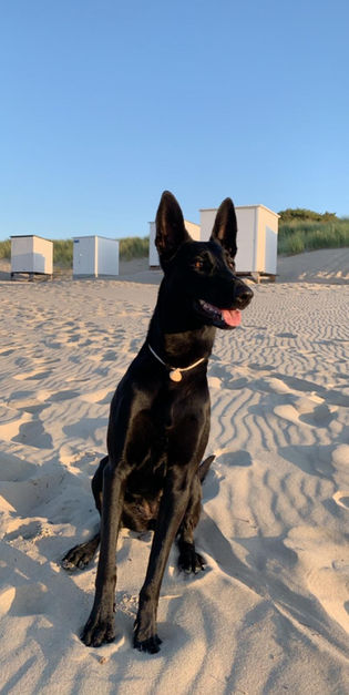 Die Malinois Hündin Uschi sitzt im Sand. Sie trägt eine Muschelkette.