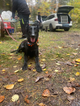 Kadaverspürhund Devil (ein schwarzer Malinois) liegt im Wald. Er trägt ein Ortungsgerät und eine Glocke.