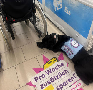 Die Assistenzhündin in Ausbildung (Else) liegt im Supermarkt. Neben ihr steht eine Truhe mit Eis. Sie liegt hinter einem Rollstuhl.