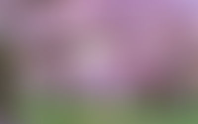 ink pink jinks drink  花見