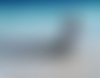 retina retinue reticulation reticule