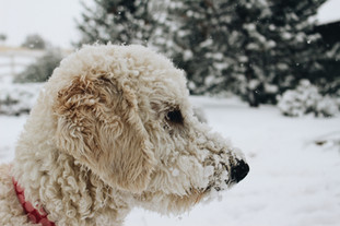 Puppy's First Snow