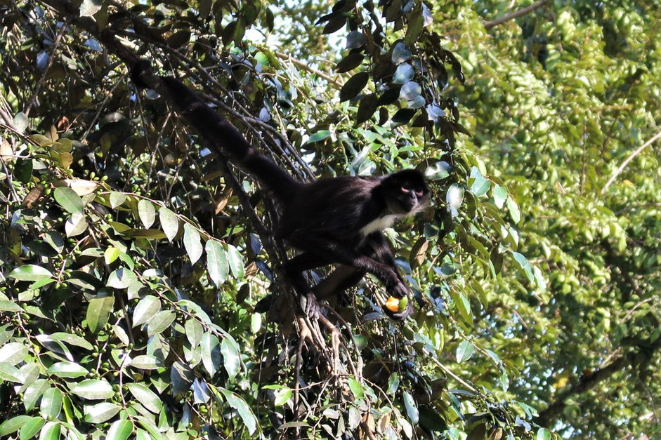 Chiapas : de San Cristóbal à Palenque (Mexique)