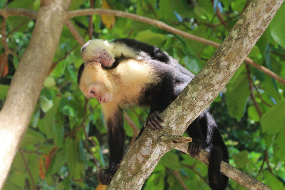10 jours au Costa Rica