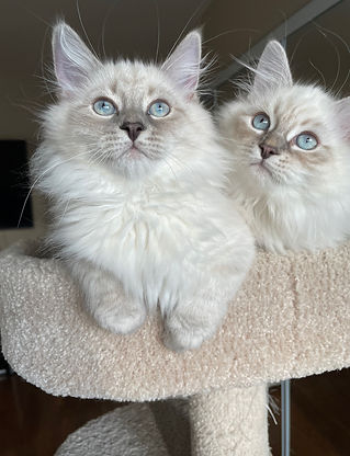Leon and Leroy (2).JPEG