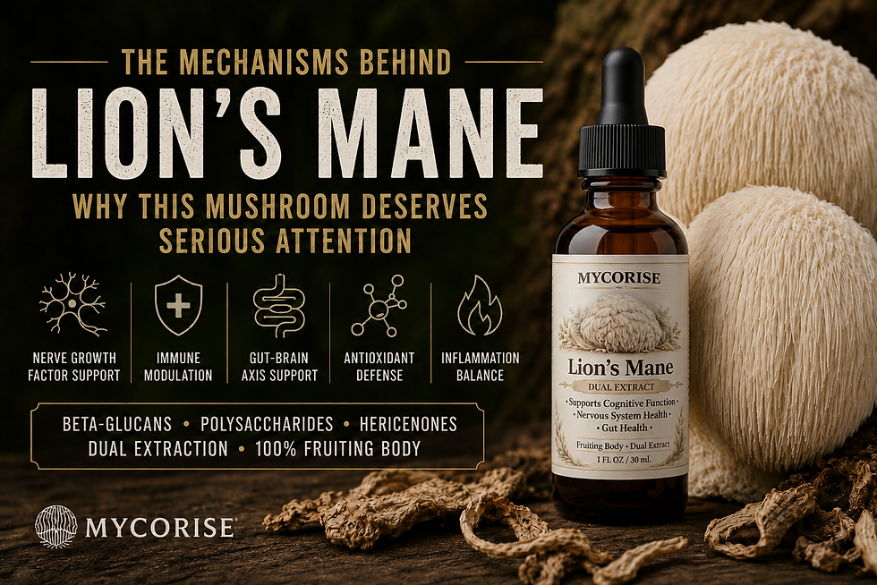 The Mechanisms Behind Lion’s Mane: Why This Mushroom Deserves Serious Attention