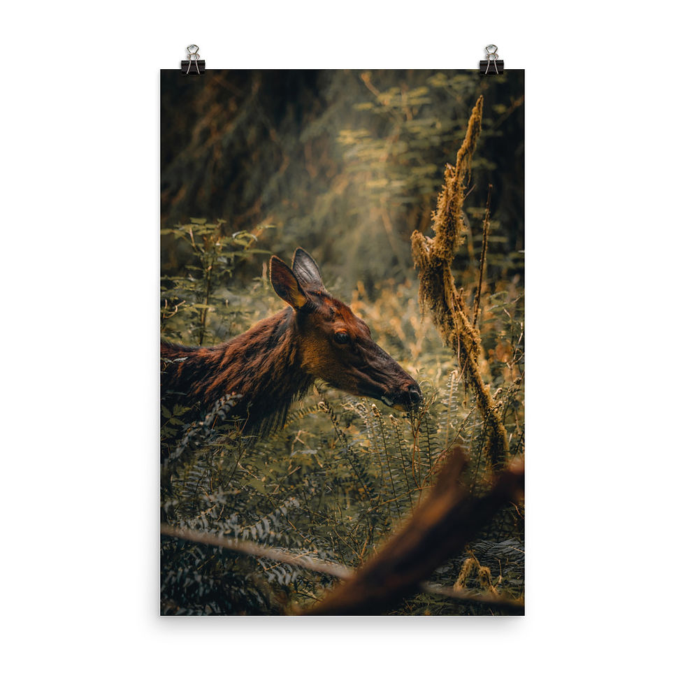 Thumbnail: Elk