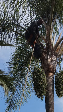 Professional climber removing dead fronds and fruit from a mature Queen Palm tree in Bryanston, Sandton using ropes and a safety harness.