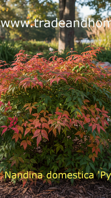 An elegant Nandina domestica 'Pygmaea' at Sandton  Structured Garden.