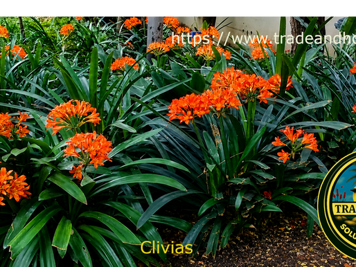 Clivia miniata Bush Lily with orange flowers growing in a shaded South African garden