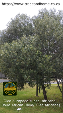 Wild African Olive (Olea europaea subsp. africana): A Timeless Indigenous Giant for South African Landscapes