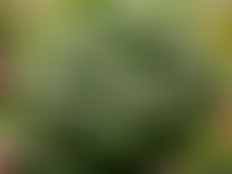 The Magnificent Gardenia: A Vibrant Addition to Any Garden