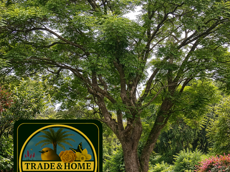 The story of Jacaranda mimosifolia