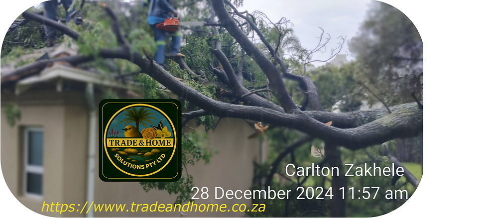 Syringa tree Collapsed on a house roof in Douglasdale, Sandton | Insurance Claim
