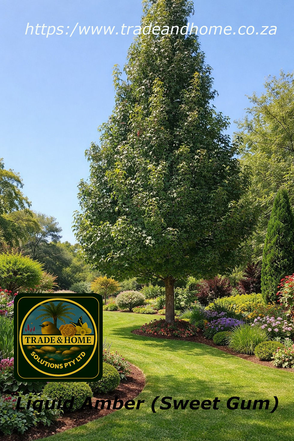 A vibrant Liquid Amber (Sweet Gum) in a lush garden.
