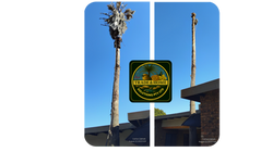 Washingtonian Palm trees