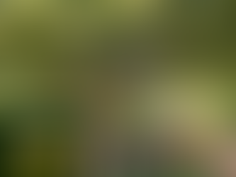 The Beauty and Benefits of Trident Maple Trees in Urban Landscapes