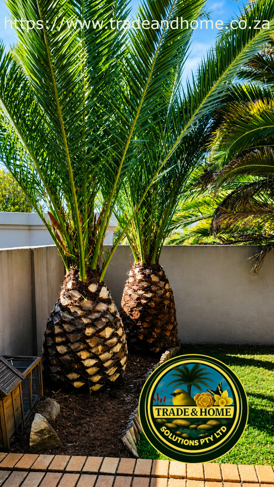 Decorative Canary Island Date Palm Tree Trimming | Rivonia, Sandton.
