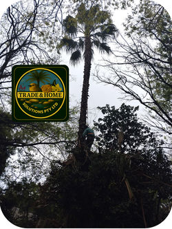 Washingtonian Palm Tree