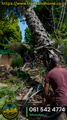 Professional tree felling in Johannesburg, showing a palm tree trunk being safely lowered and dropped during removal.