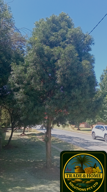 A vibrant Yellowwood Tree (Podocarpus latifolius) – The "Real” Yellowwood in a lush garden.
