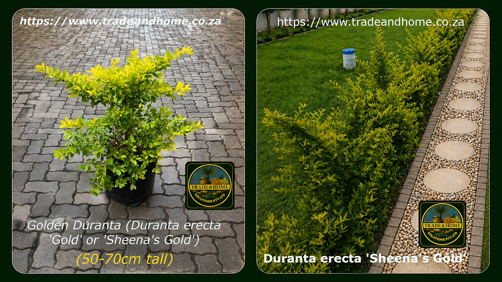 Duranta erecta ‘Sheena’s Gold’ in a nursery bag and also planted in a long row.