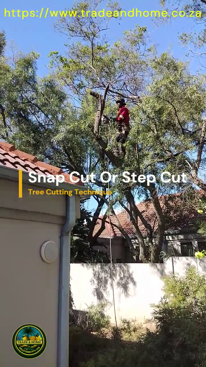 Our Climber employing The Step or Snap Cut Technique for Controlled Tree Branch Removal