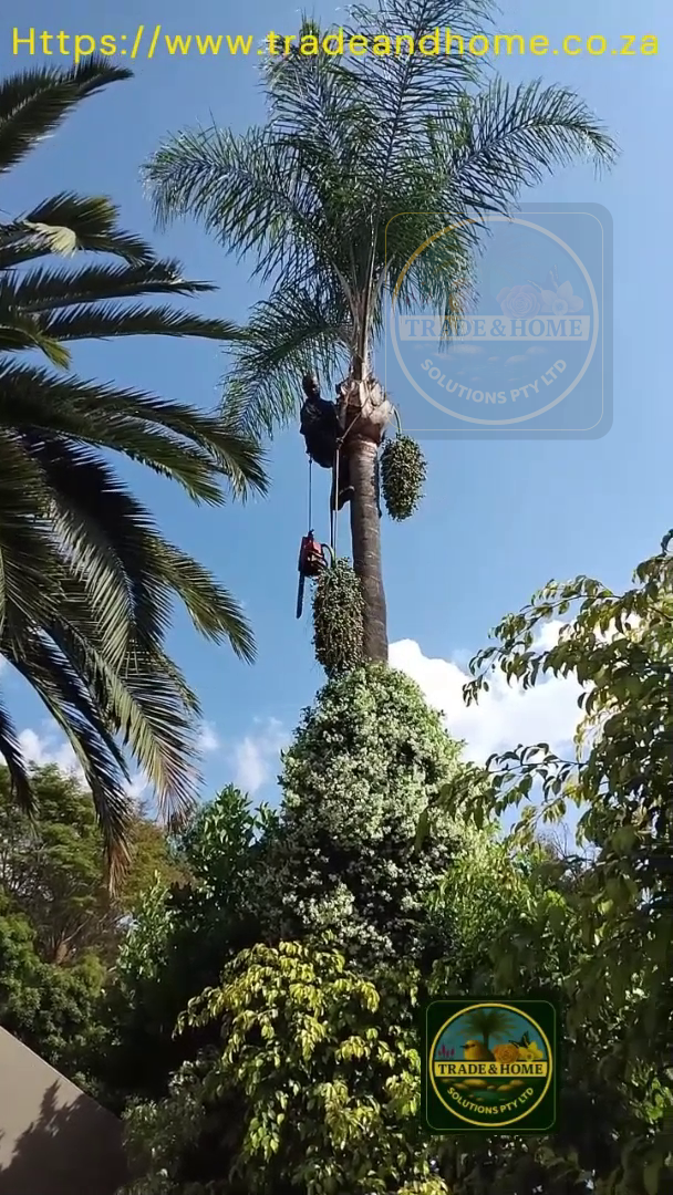 Removal of fruits that attract flies and general tidy up.