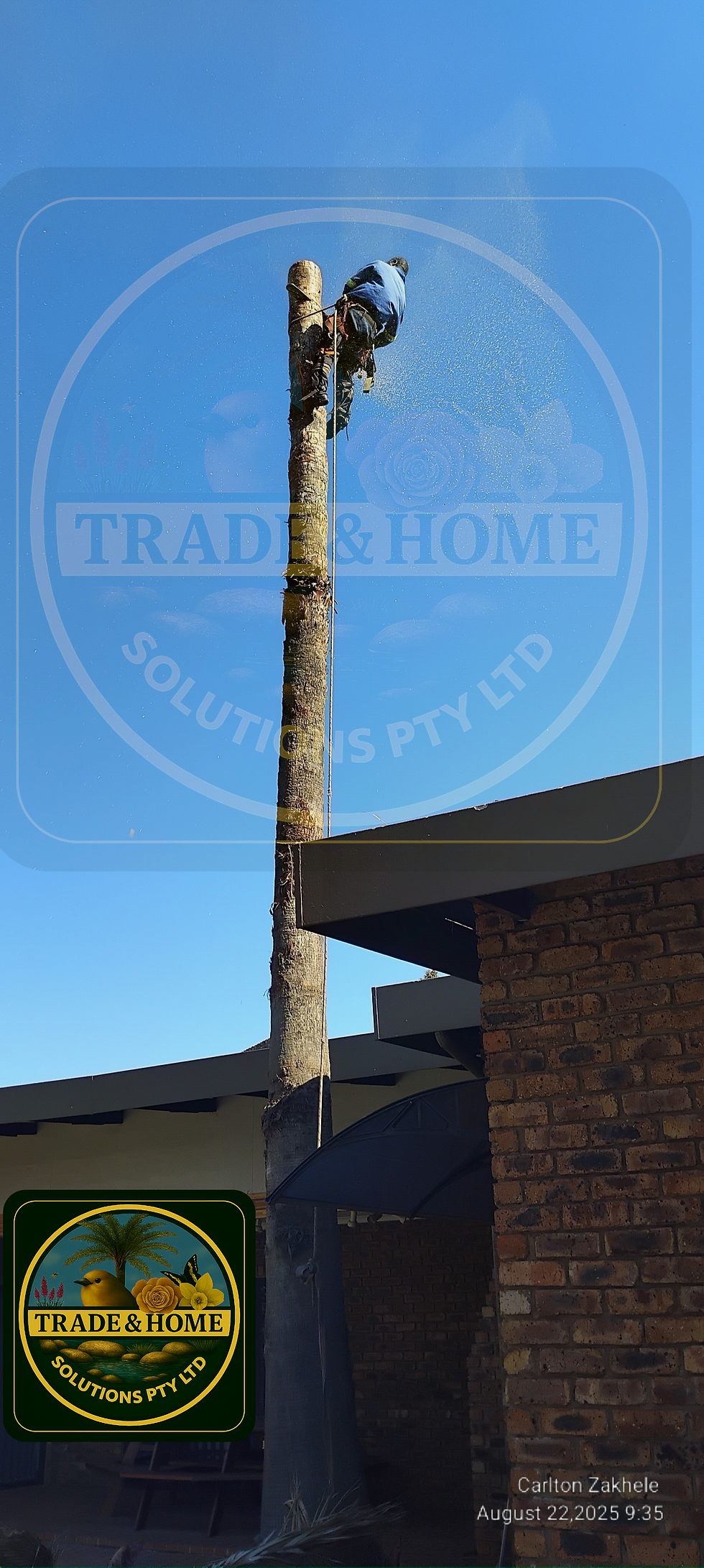 Climber with climbing spikes and harness cutting a tall Washingtonian palm tree
