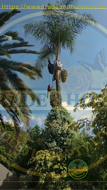Climber with ropes and harness up a tall Queen Palm Tree, cleaning dead fronds and fruits in Hyde park, Sandton.
