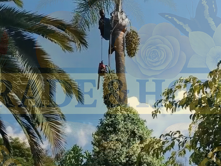 Queen Palm Tree Maintenance