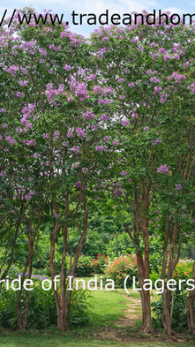 Vibrant Pride of India trees in a lush garden.