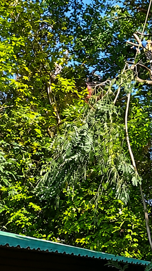 Professional tree trimming removing overhanging branches from a house roof in Randburg, Johannesburg before August winds