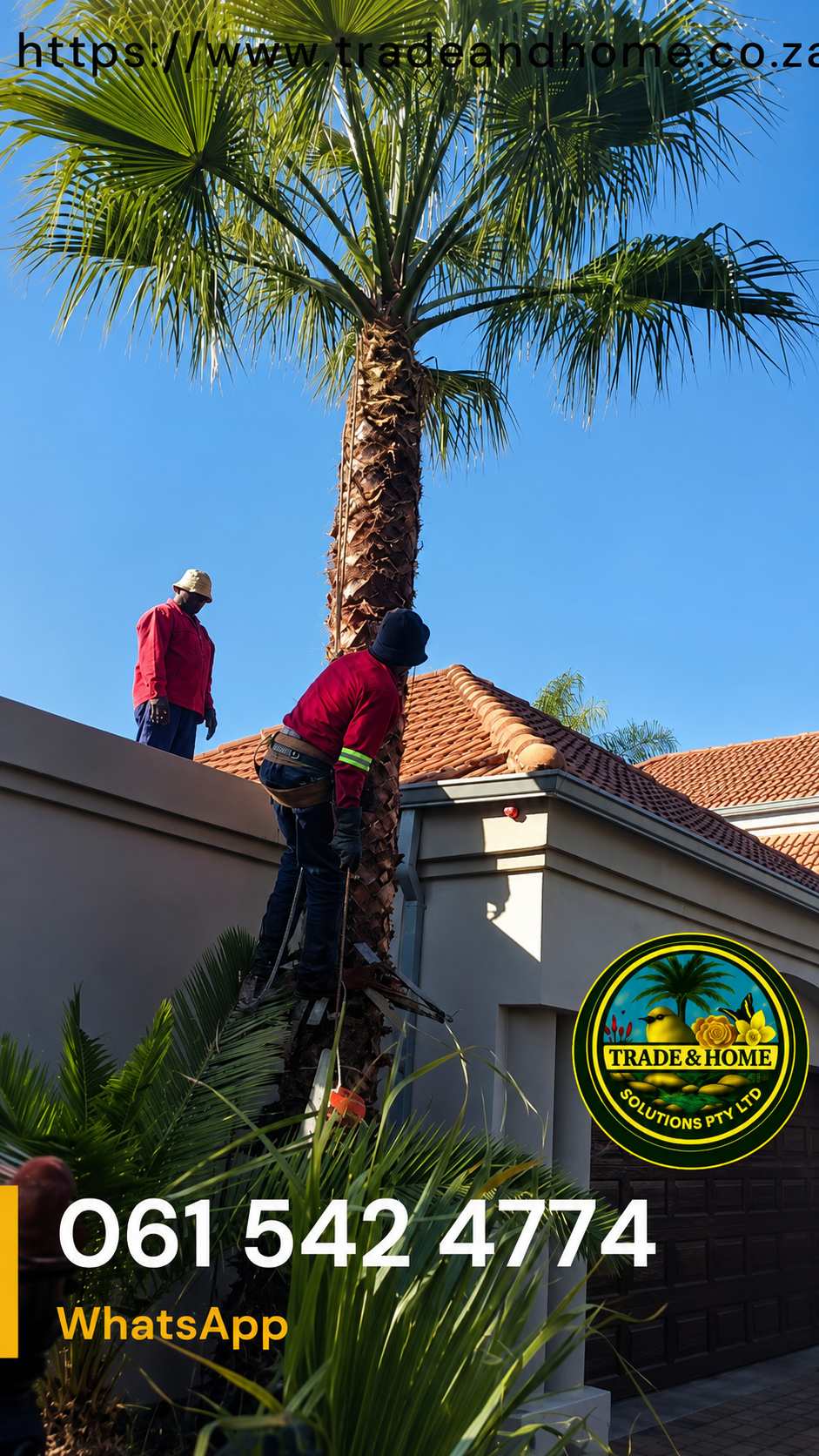 Removing dead Washingtonia palm fronds to reduce fire hazards.