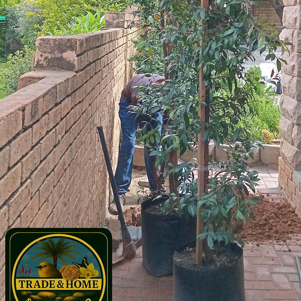 Screening with Eugenia Trees