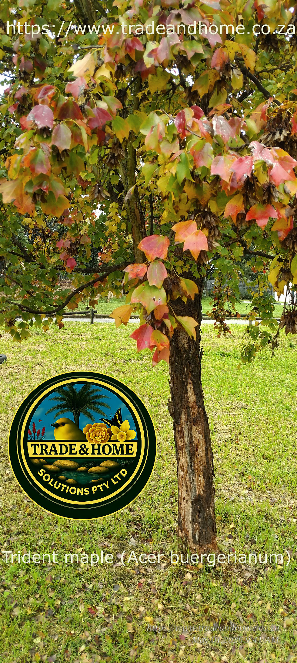 Trident Maple tree in "Automn glory" | Linden | Johannesburg