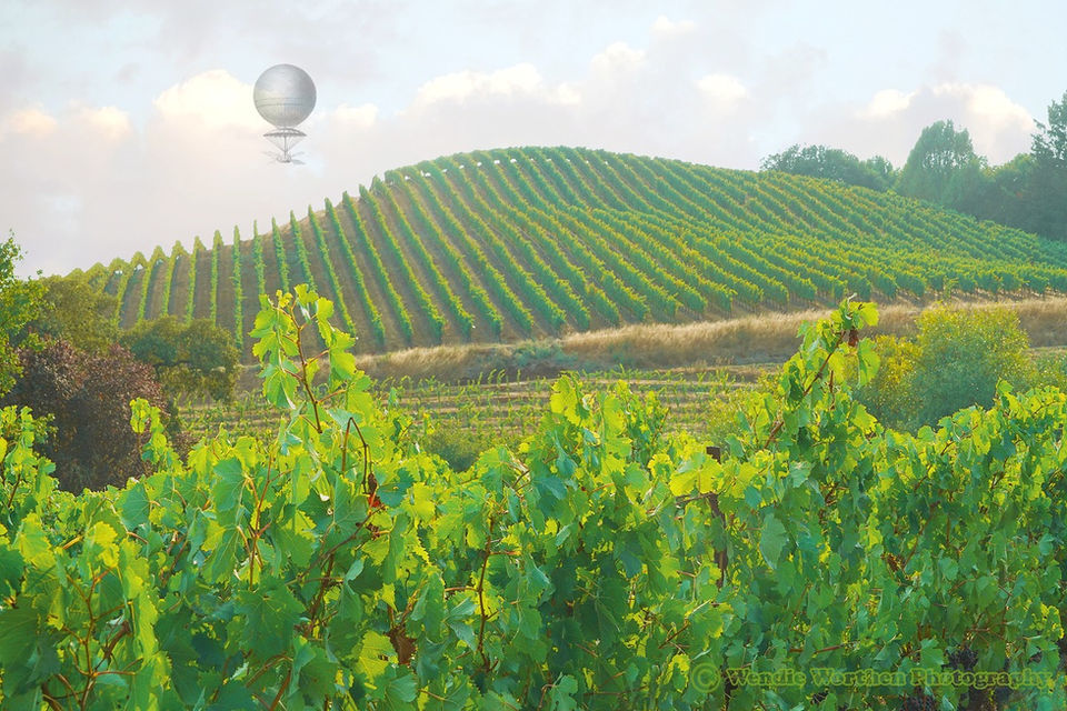 Grapes on a Hill.jpg