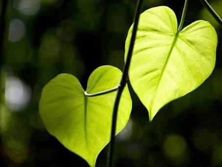 Supporting Heart Health Naturally