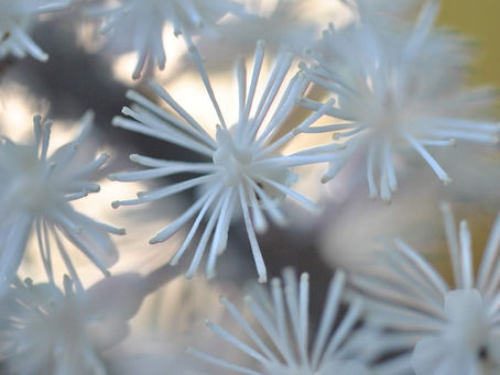 Languishing and Flourishing