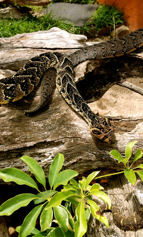 Lawnwood Snake Park (1).JPG