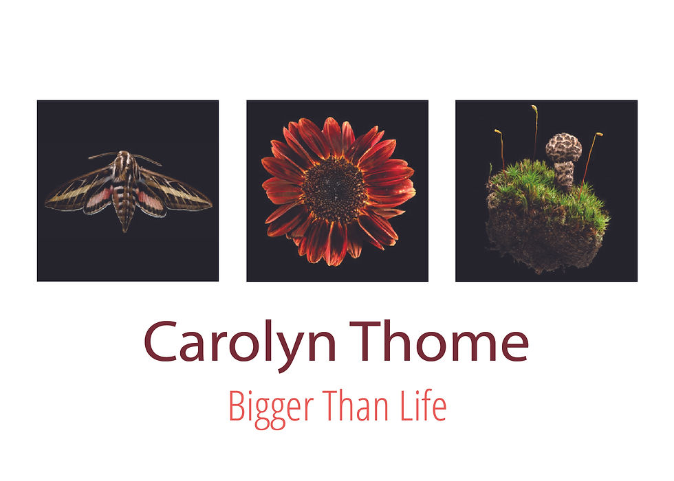 Artist-in-the-House Opening Reception: "Bigger Than Life"