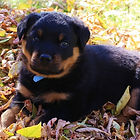 Puppy in training in autumn leaves