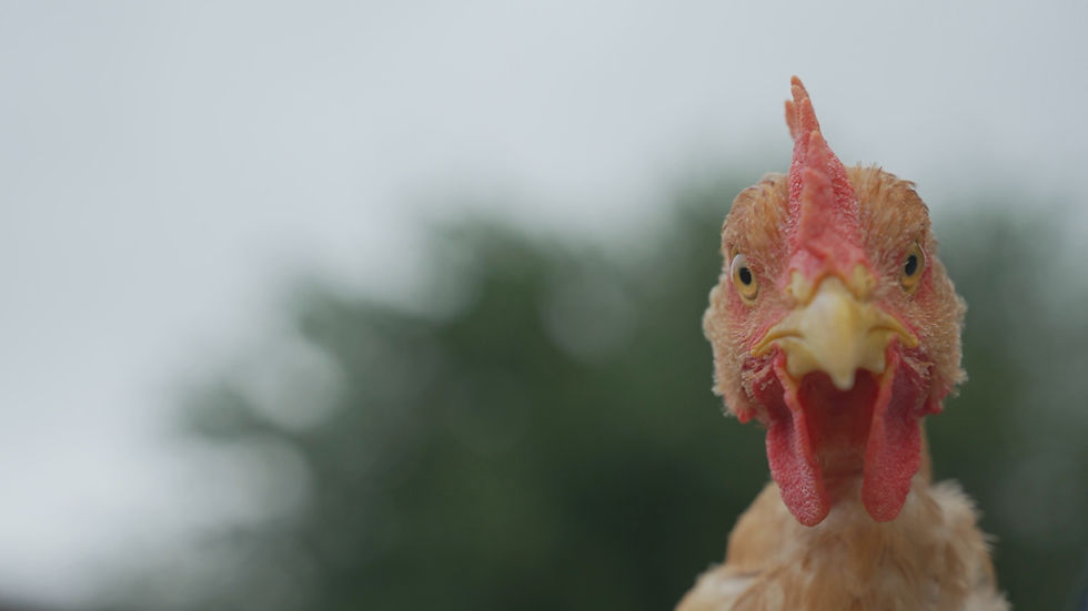 PRODUITS FERMIERS 11.jpg