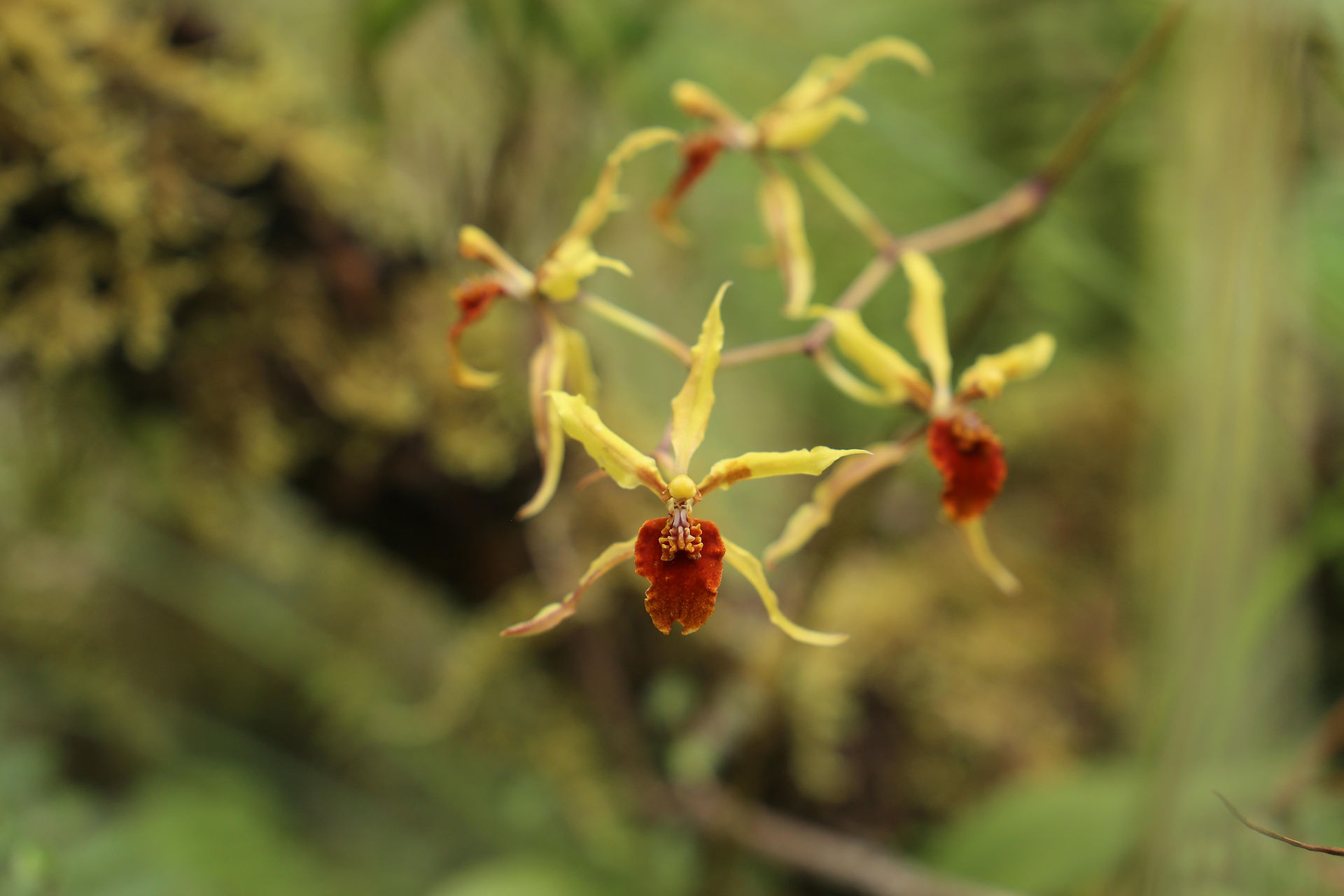 Cyrtochilum weirii
