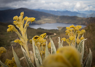Chingaza National Park.jpg