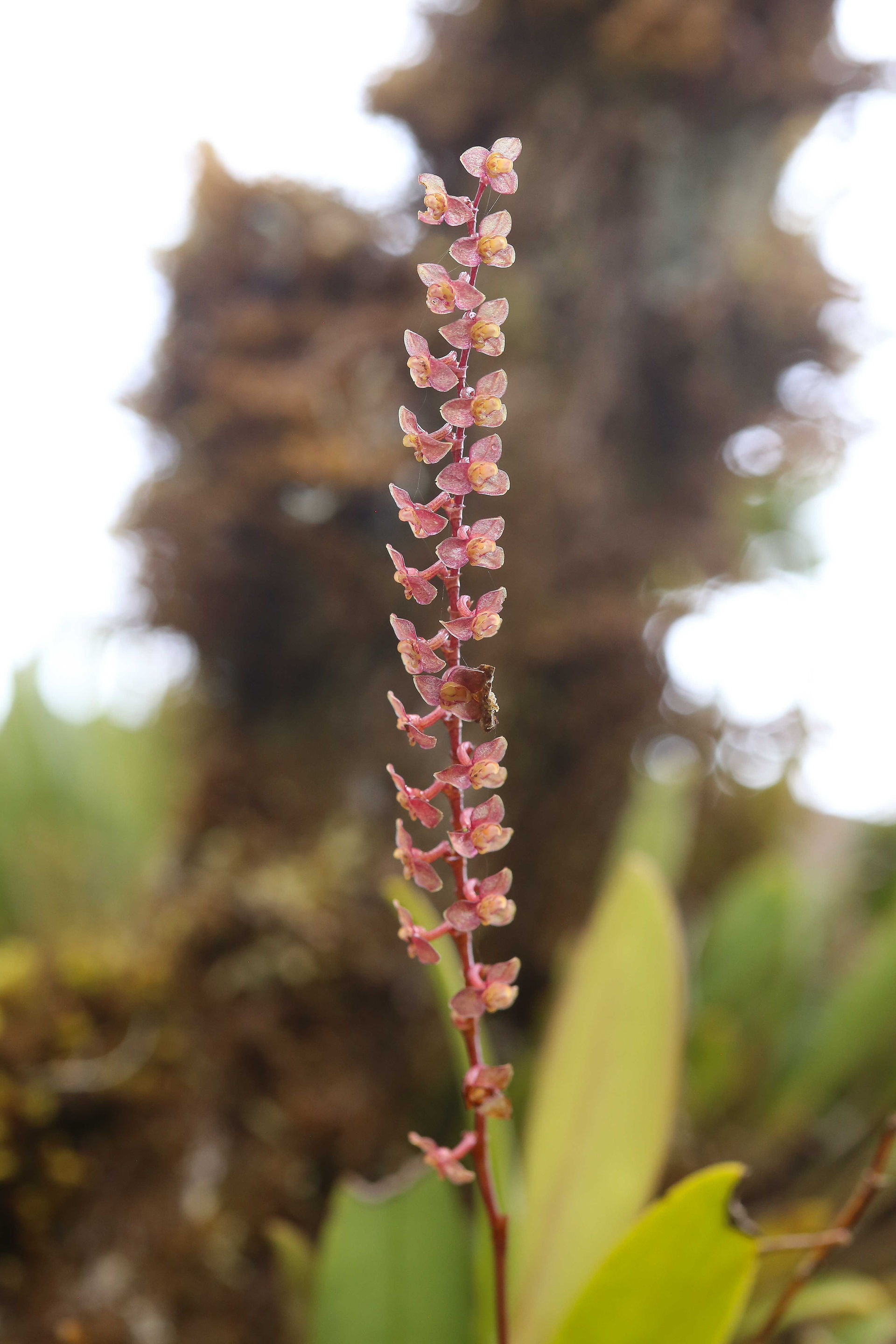Stelis argentata