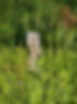 shoebill , Mabamba swamp.jpeg
