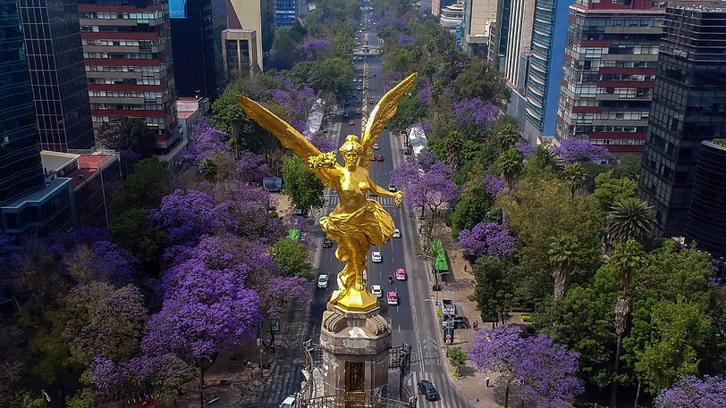 jacarandas-ciudad-de-mexico-como-llegaron.jpg