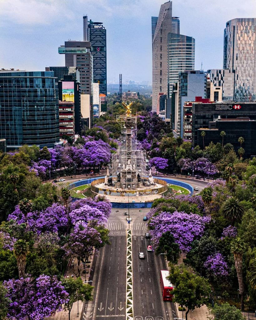 historia-jacarandas-mexico-como-llegaron-819x1024