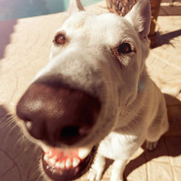 Dog Close Up